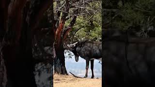 A PALANCA NEGRA GIGANTE animal nacional de Angola [upl. by Garvin]