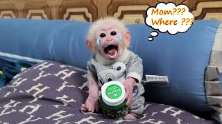 Monkey David woke up crying for his mother to feed him [upl. by Acilegna]