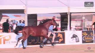 N 93 BINT EL KHATAF Manda Arabian Horse Show Fillys 2022 C Class 10 [upl. by Hollinger311]