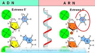 Nucleótidos ADN y ARN  4eso [upl. by Odranoel]