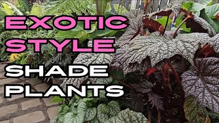 7 ExoticStyle Shade Loving Plants For Beginners [upl. by Evol]