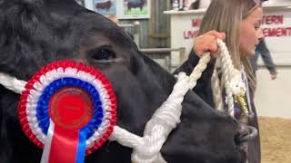 €18000 heifer  Carrick Winter Fair [upl. by Harhay]