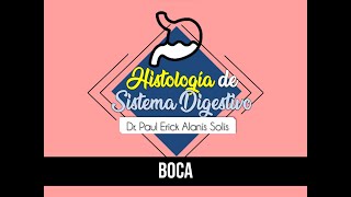 Histología de Sistema Digestivo 1  Boca [upl. by Valley]