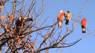 Chirping Galahs at ease in the wild [upl. by Weisbrodt]