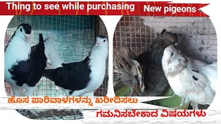 Things to observe while purchasing a new pigeons  ಹೊಸ ಪಾರಿವಾಳಗಳನ್ನು ಖರೀದಿಸುವಾಗ ಗಮನಿಸಬೇಕಾದ ವಿಷಯಗಳು [upl. by Mandle642]