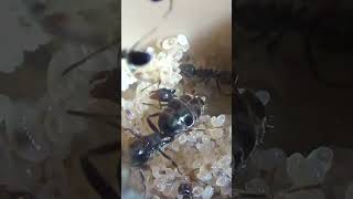 Amazing Ant Queen Laying an Egg Close Up 🐜 shorts [upl. by Fawcett65]