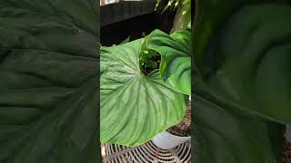 philodendron plowmanii round form [upl. by Norad41]