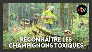 Cueillette de champignons  la société lorraine de mycologie ramasse les champignons toxiques [upl. by Nofpets]