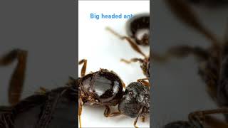 Big headed ants [upl. by Ekralc]