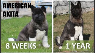 American Akita  from puppy to 1 year [upl. by Aryl]