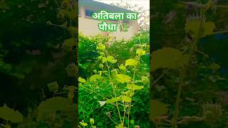 🌿Atibala ka paudha short atibalaplant aayurvedic ramdev [upl. by Kcirneh]