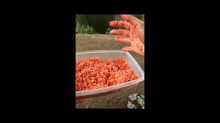 Best and Easiest Way to Make Carp Bait I Swear by this Stuff shorts [upl. by Lorrimer]