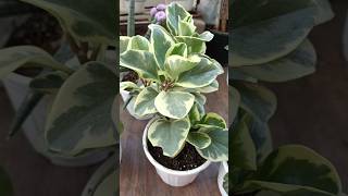 Peperomia Plant Care tips 😘 [upl. by Kinemod]