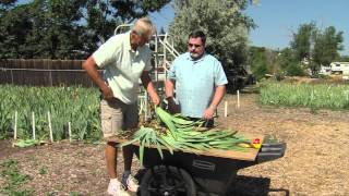 Dividing Irises [upl. by Curtis]