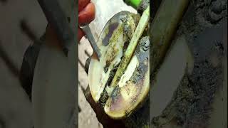 Horse hoof need help trimming shorts asmr satisfying [upl. by Schoenfelder362]