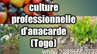 Culture professionnelle danacarde Togo [upl. by Verney]