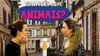 Expressões com animais em francês [upl. by Anigue]