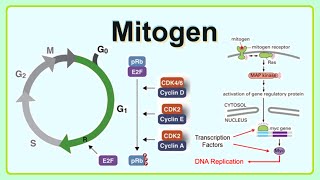 mitogen [upl. by Westleigh]