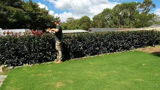 Photinia Hedge  Hedging tips [upl. by Oznarol]