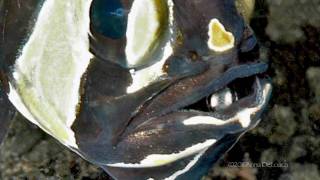 A Beautiful Invasion Banggai Cardinalfish [upl. by Trudi157]