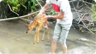 Kids Rescue Baby Deer From River  Amazing [upl. by Adnaloj]