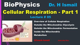 Cellular Respiration  Glycolysis  Citric Acid Cycle  Electron Transport Chain  NADH  Biophysics [upl. by Glanville]