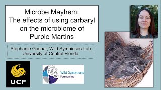 Microbe mayhem The effects of using carbaryl on the microbiome of Purple Martins [upl. by Eeldarb]