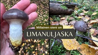 Limanuljaska nimestään huolimatta hyvä ruokasieni [upl. by Lucho]