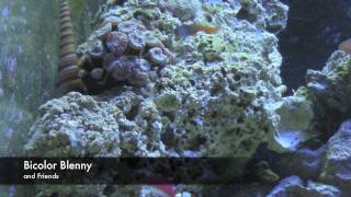 Bicolor Blenny Ecsenius bicolor [upl. by Ahcsas]