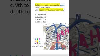 Anatomy Thorax 254 Accessory hemiAzygos vein mcq viva [upl. by Maxentia]