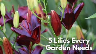 5 Lilies Every Garden Needs [upl. by Annaierb]