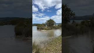 ニュージーランド北島の北🇳🇿 ホキアンガ地方の海 マングローブ Mangrove forest in Hokianga Far North New Zealand [upl. by Roosevelt6]