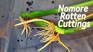 How To Move Cuttings From Water To Soil Propagation Hack [upl. by Foss]