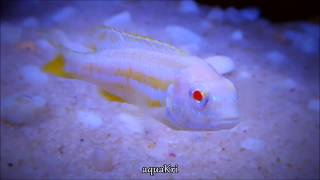 Albino Auratus Fish Melanochromis Auratus Cichlid [upl. by Nolahc567]