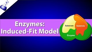 Enzymes The Induced Fit Model [upl. by Mervin]