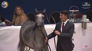 N 1 AB MAI 40th All Nations Cup and 5th ANC Straight Egyptian Aachen 2024 S E Fillies 1 2 Yea [upl. by Stubbs]