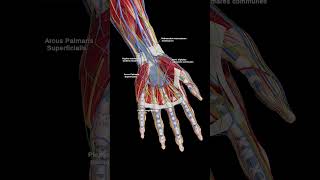 sciepro anatomy male muscle articulated03fabs 47 [upl. by Iadrahc29]