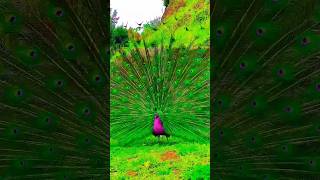 Peacock dance birds trending birds danceshow beautiful ytshortsindia ytviral ytshortsvideo [upl. by Acirred]