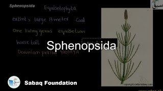 Sphenosida Biology Lecture  Sabaqpk [upl. by Neona458]