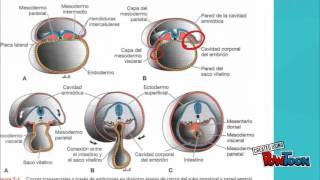 tubo intestinal y cavidades corporales2020 [upl. by Marisa]
