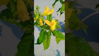 tecoma plant 🌠 mini garden shortsvideo garden miniplant [upl. by Belding]