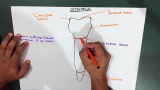 Introduction  Thorax  Sternum  Part 1 Anatomy [upl. by Gnouhp674]