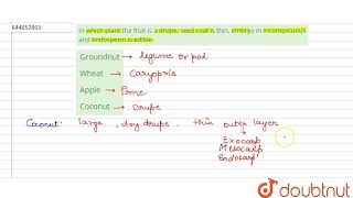 In which plant the fruit is a drupe seed coat is thin embryo in inconspicuous and endosperm is [upl. by Luar]