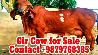 Cow for SaleGir Cow for Sale Contact 9879768385 [upl. by Eessej]