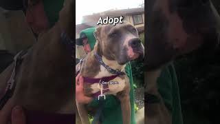 From Stray to Family  A Pitbulls Heartwarming Journey to Trust and Love shorts [upl. by Manfred]