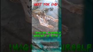 Wait for the end 💀😱tiger Roar shivering sound sundarban royal Bengal tiger sundarban wild life [upl. by Lewert]