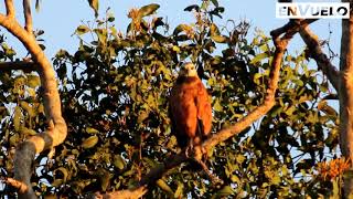 Gavilán De Ciénaga Busarellus nigricollis Blackcollared Hawk [upl. by Lilaj]