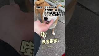 Recall dog training（part 2） shorts dog しばいぬ ShibaInu [upl. by Aicekat716]