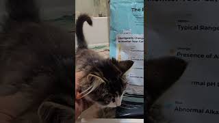 Advanced Health Monitoring Cat Litter [upl. by Tterej236]