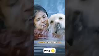 sorts doglover catlover funny pets cute comedy animallover viralshort ❣️🥰🥰😔 [upl. by Atlante929]